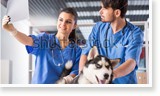 Veterinary Practice